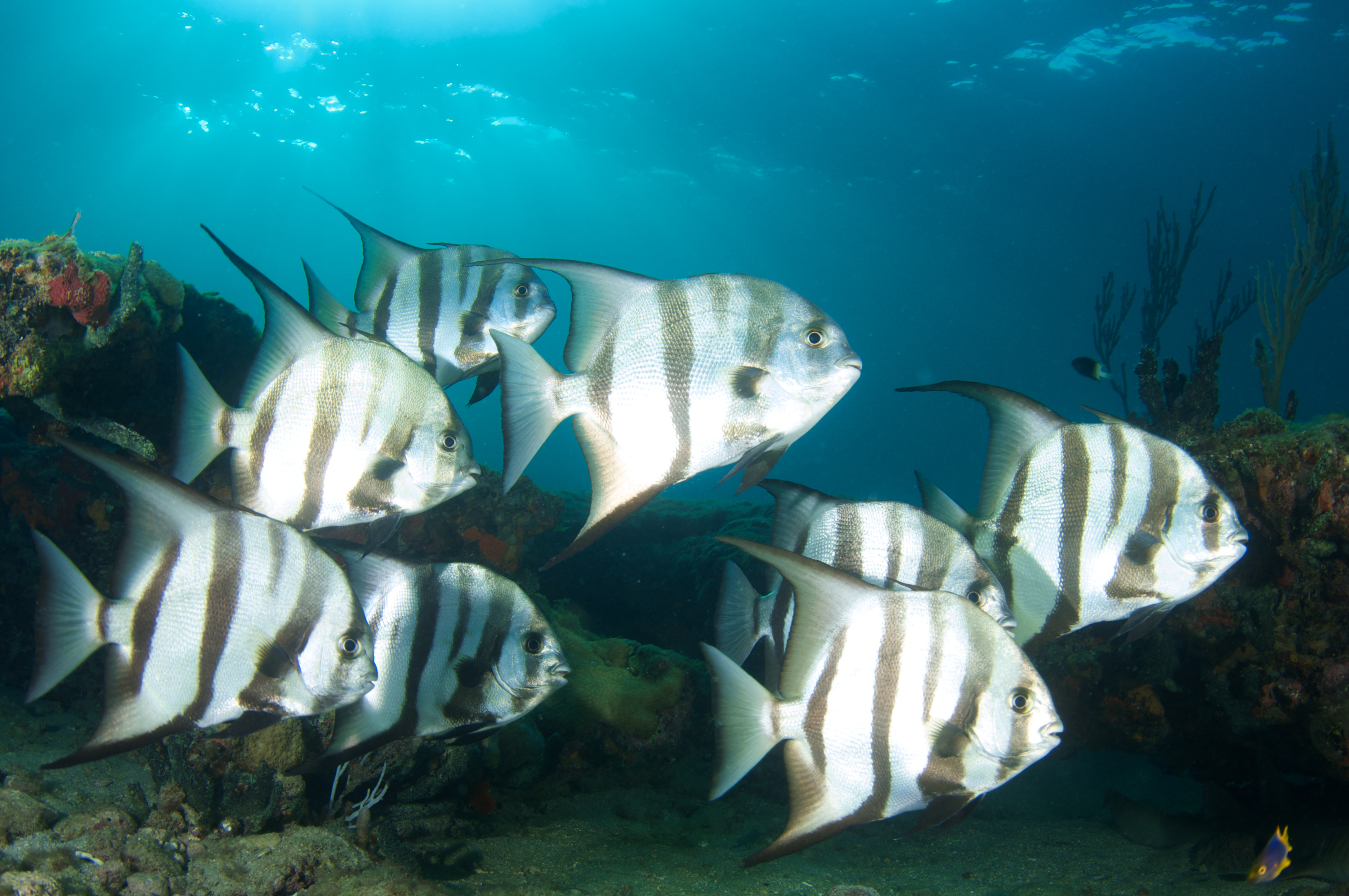Schooing spadefish make their way along the reef structures at the Tres Cocos Canyon dive site in Ambergris Caye, Belize