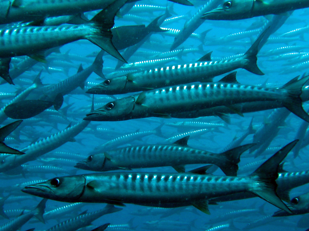 Schooling barracuda make their way thru the waters surronding the Salvatierra wreck in La Paz, Mexico