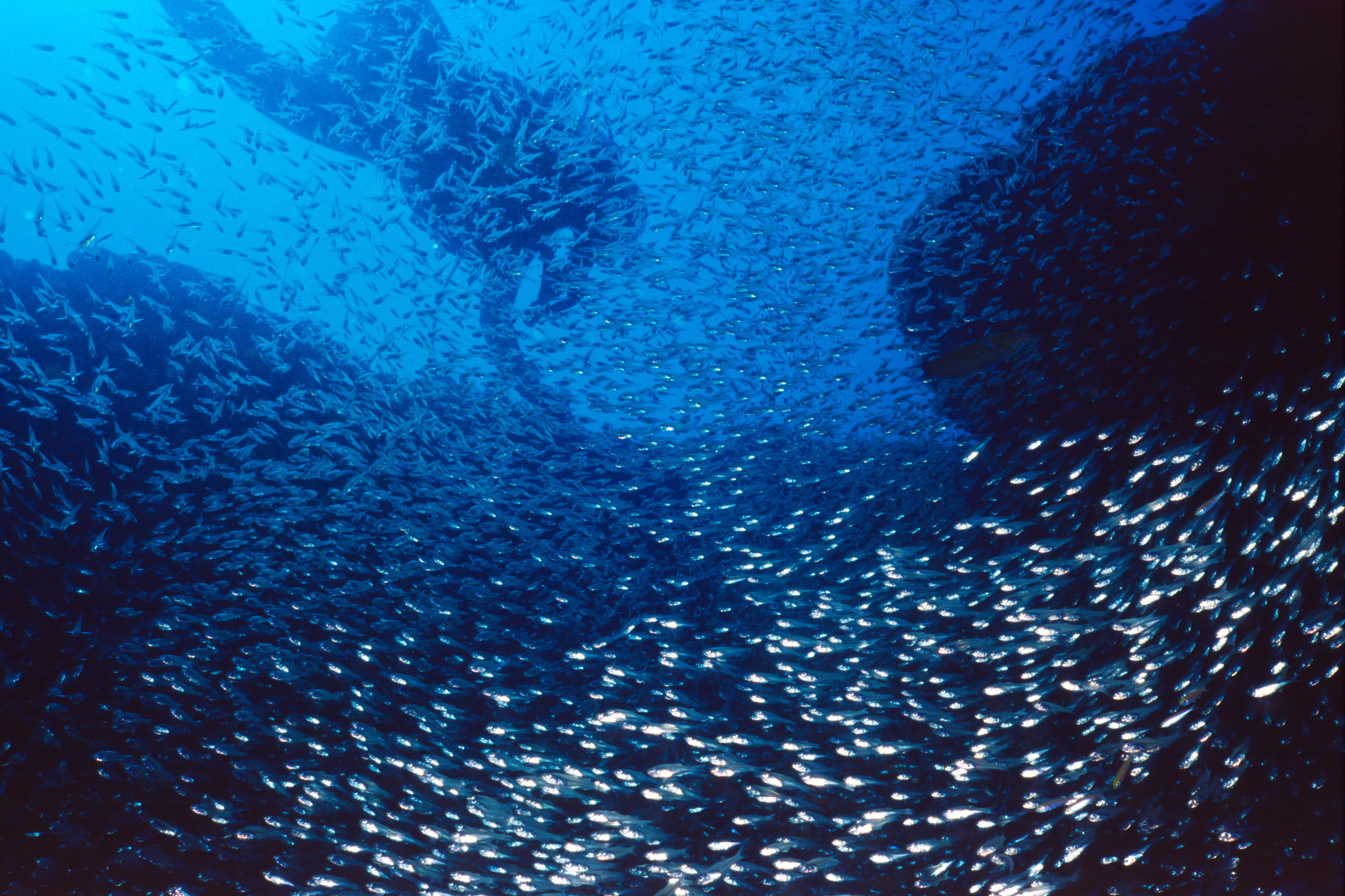 Schooling fish surround rocky outcropping in the Azores' Formigas Islets as curious divers swims closer