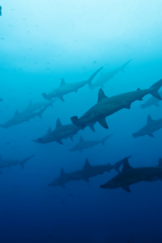 A large school of hammerhead sharks make themselves known in the waters surrounding El Bajo Seamounts in La Paz, Mexico