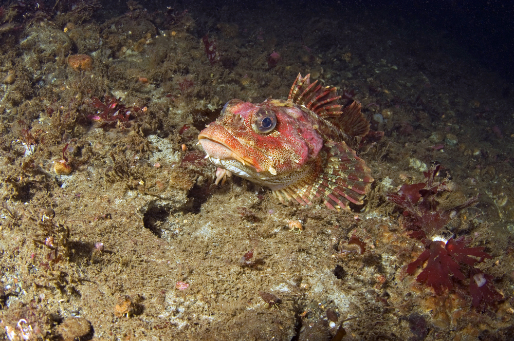 Scorpionfish rests in the sand at the Greben Topovi dive sites on the island of Vis in Croatia