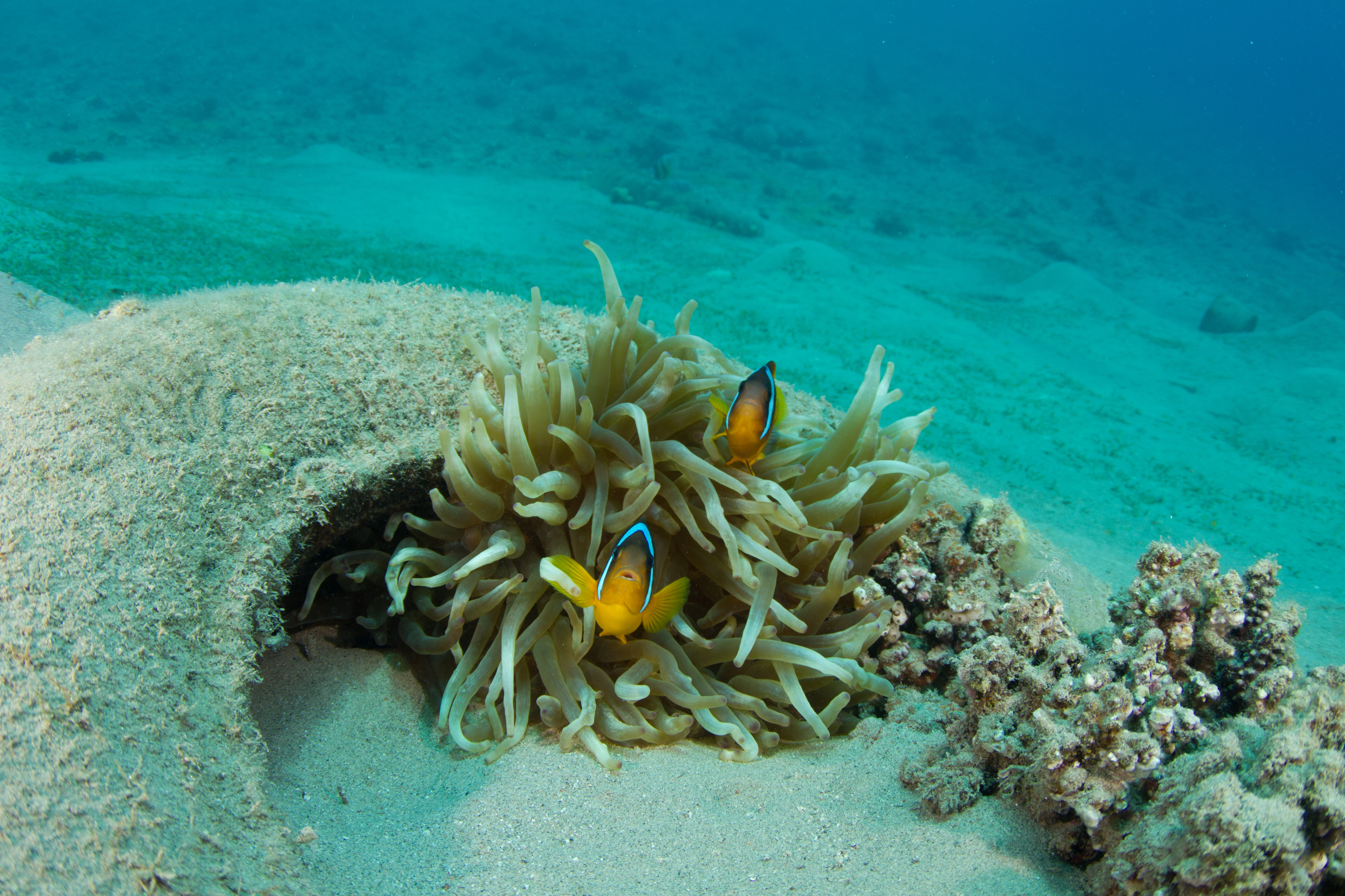 Clown fish seek cover in the sea anemones that sprout from the sandy bottom of Vela Garska Dive Site in Split's Hvar, Croatia