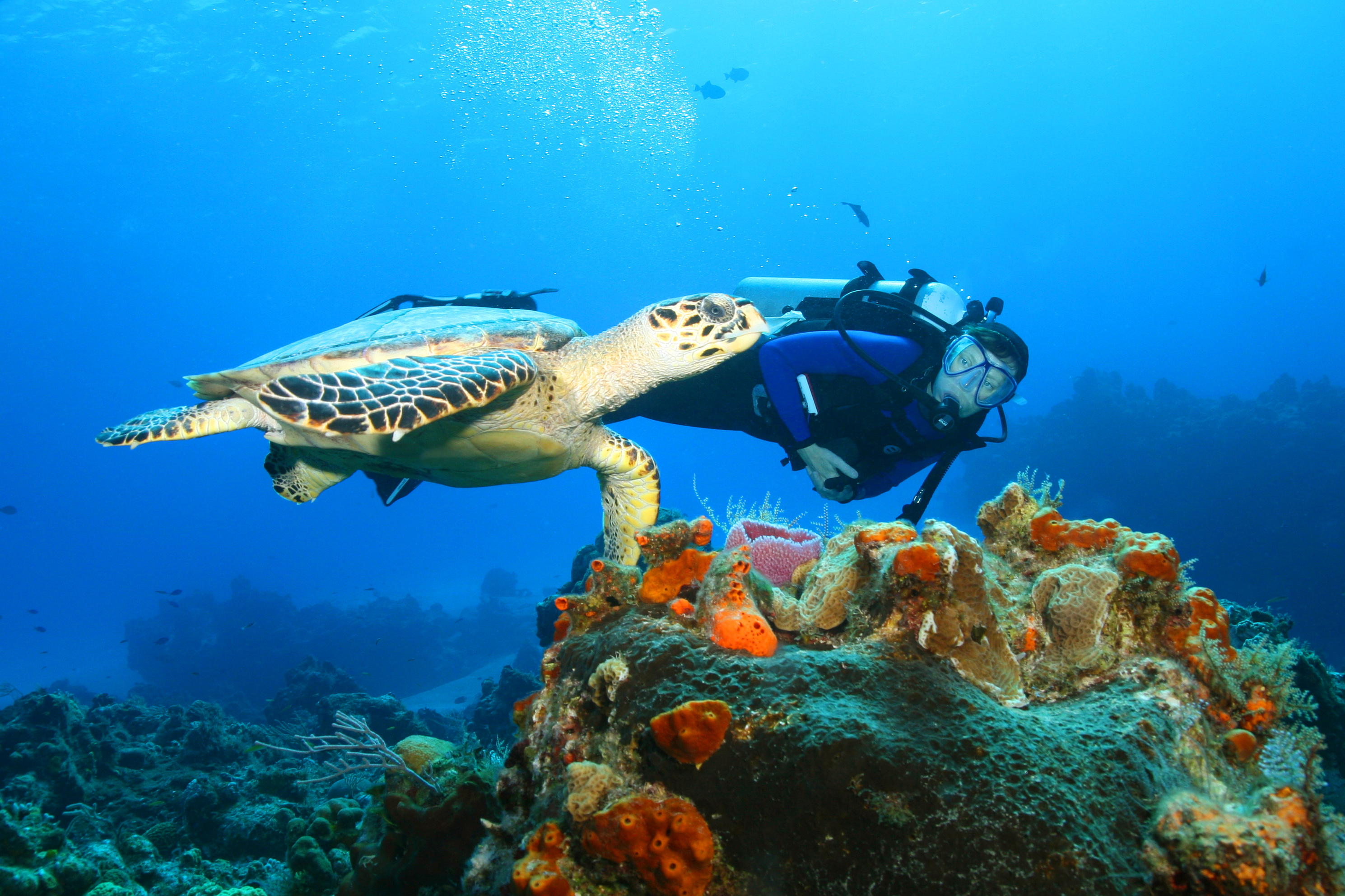 Diver experiences turtle encounter at the Cabeco Submarino dive site in Fernando de Noronha, Brazil
