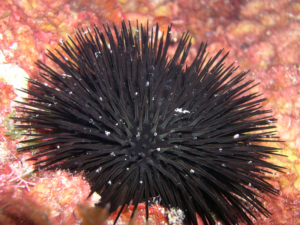 Close up of sea urchin resting along coral encrusted surfaces found at Mali Cutin dive site in the Kvarner Gulf, Croatia