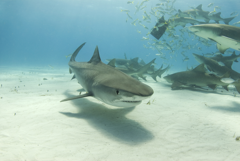 A group of sharks are lured to the sandy bottom of a popular dive site in the Bahamas to feast upon the bait left out by local divemasters; its a show not to be missed