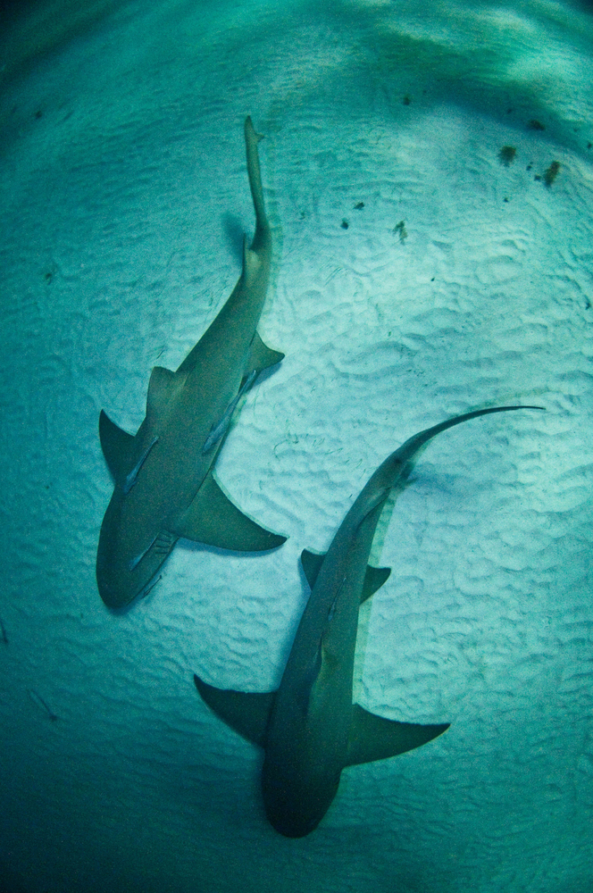 Two sharks rest on the sandy ocean bottom in the Caribbean waters of Puerto Rico's Mona Island dive site