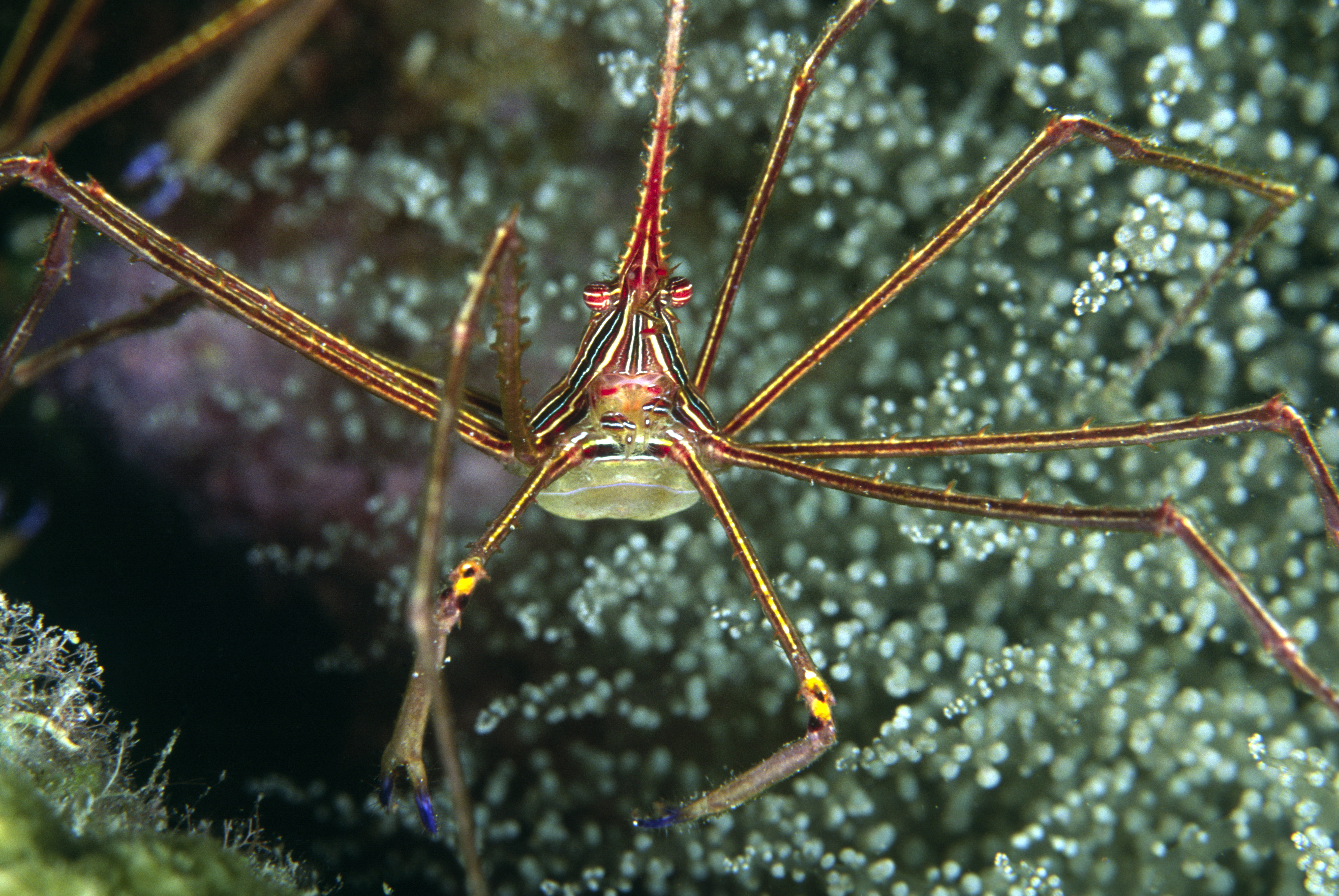 Large spider crab moves about the corals and other structures at Two Anchors Dive Site along Portugal's Algarve Coast