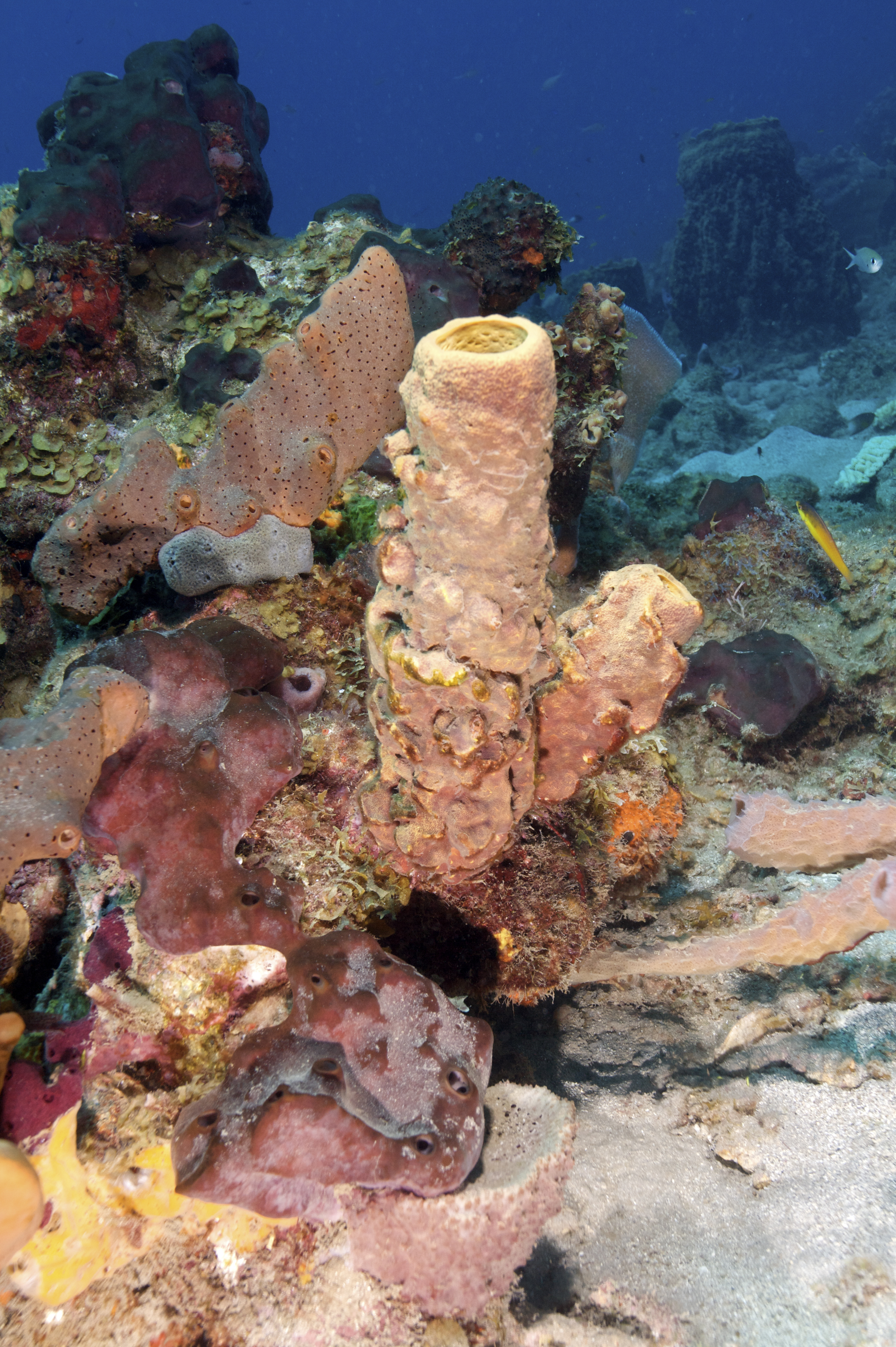 Vibrant pink and purple sponges delight divers as they explore Anchor Reef dive site in Saint Vincent