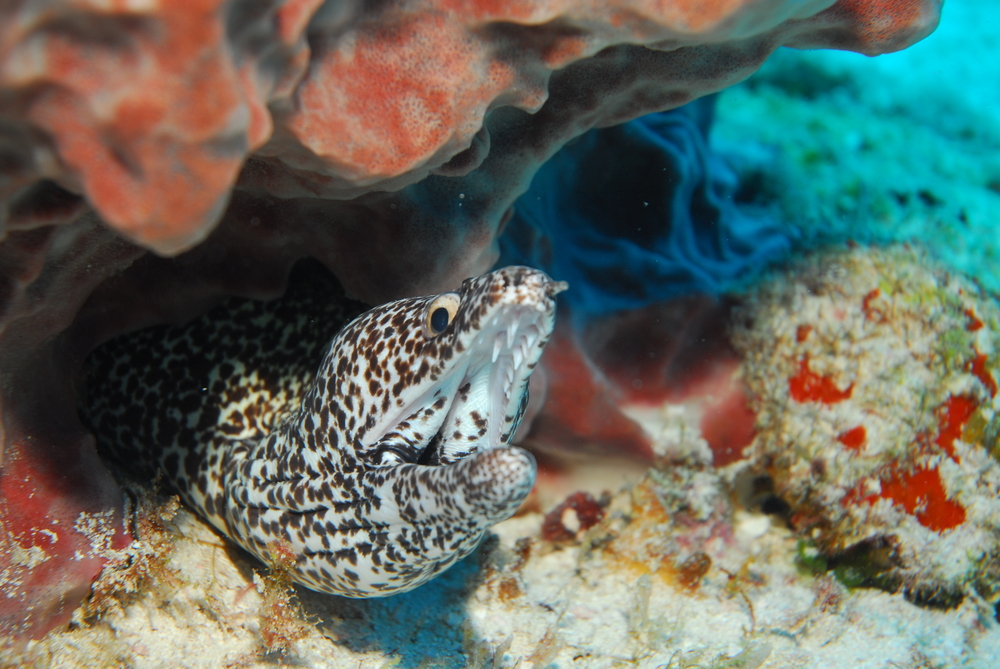 A black and white spotted moray eel takes shelter under a rocky coral structure at Hell&#039;s Hole dive site in Curacao