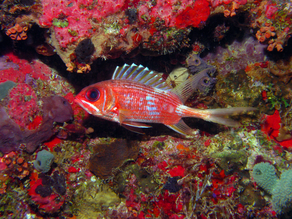 Squirrelfish at Peek-A-Boo dive site on Midway Atoll plays hide-and-seek with goatfish and others among the coral crusted arches