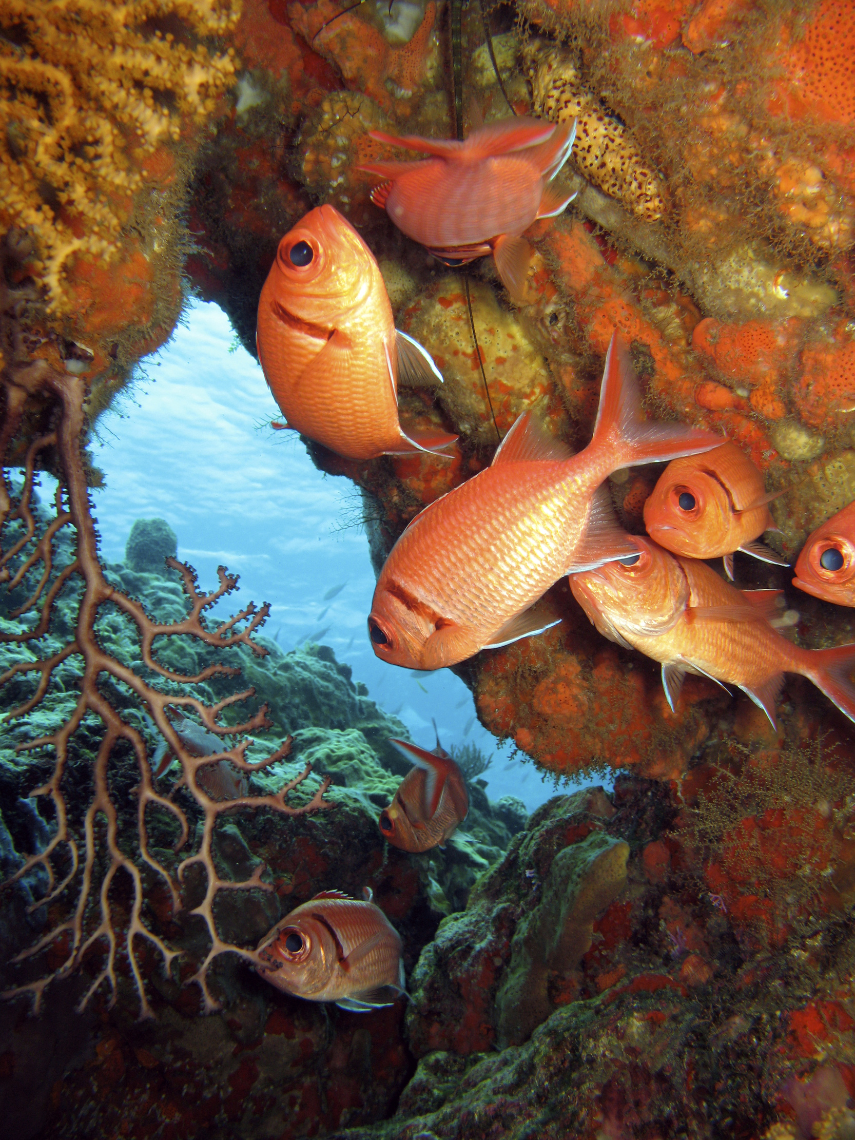Group of crazy squirrelfish congregate around coral structures found at St. George's Island in Cyprus