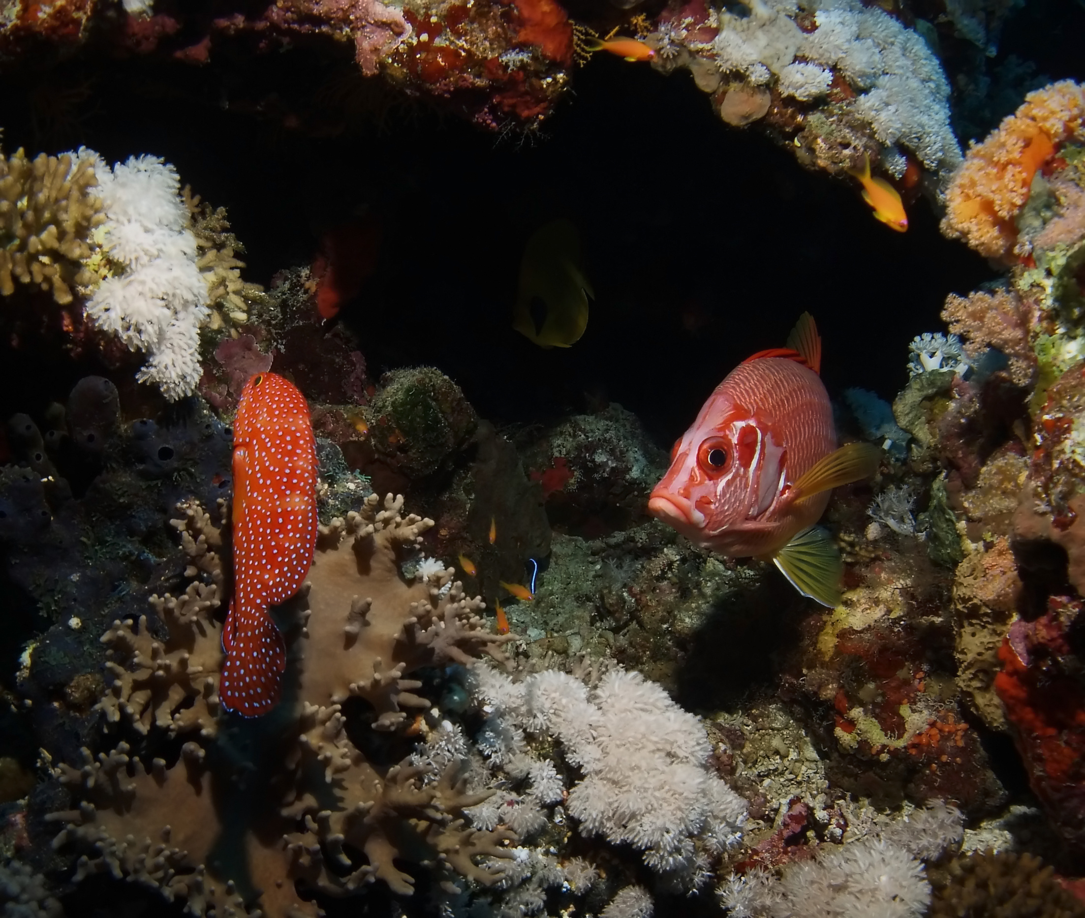 Bright red squirrelfish mix in among the other fishy inhabitants at the Wan-nai dive site in Izu Peninsula, Japan