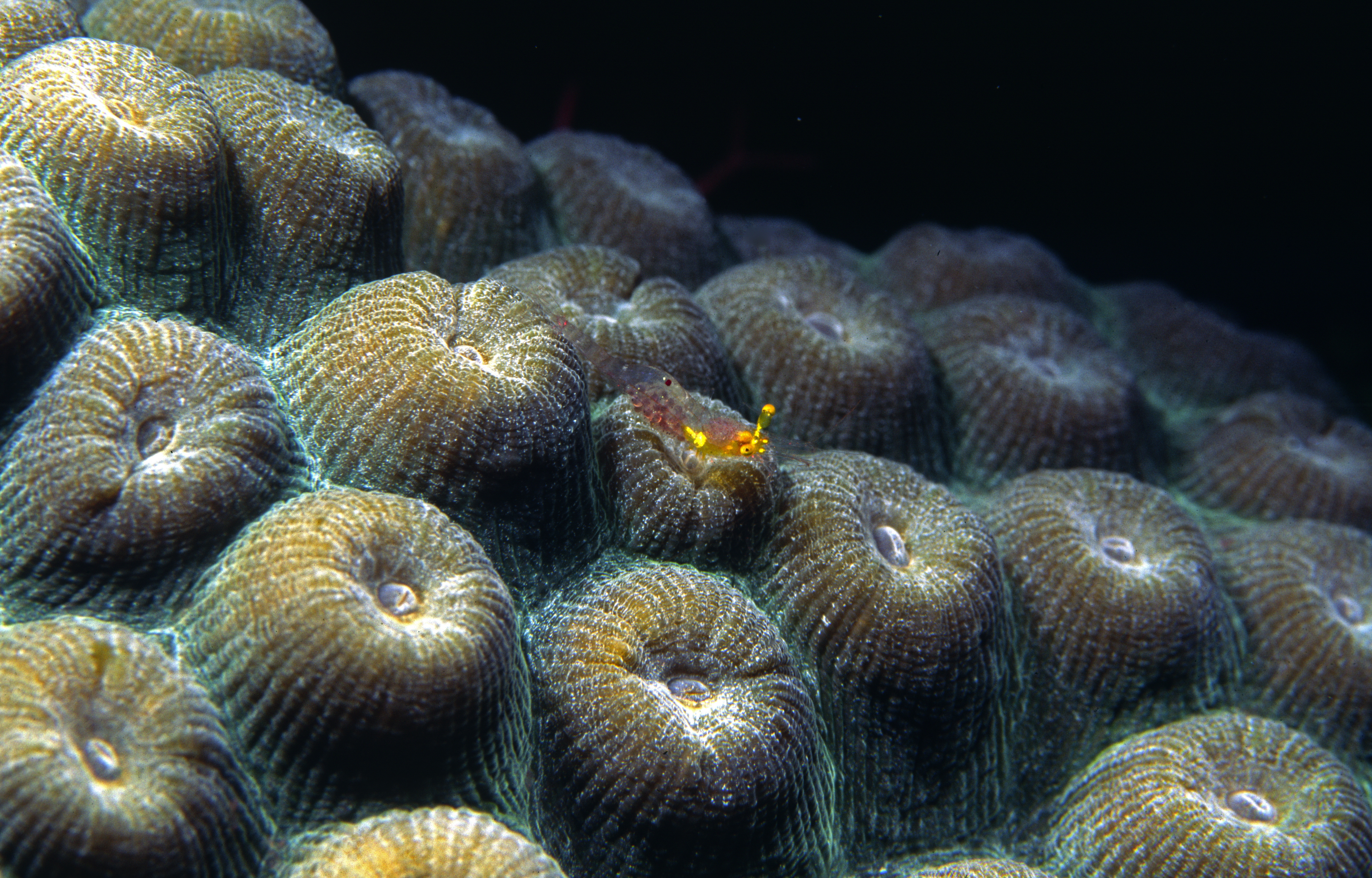 Little marine creatures make their way about the beautiful star coral colonies at Curacao&#039;s Mushroom Forest and Cave dive site