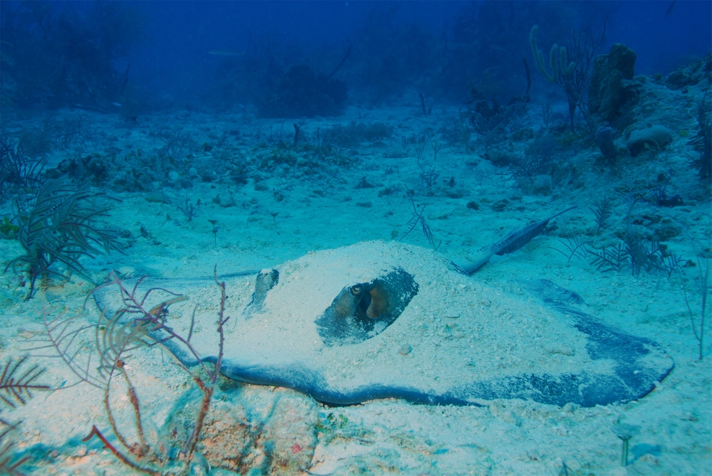 Large stingray camouflages itself along the sandy bottom of the Suburbs dive site in Dominica