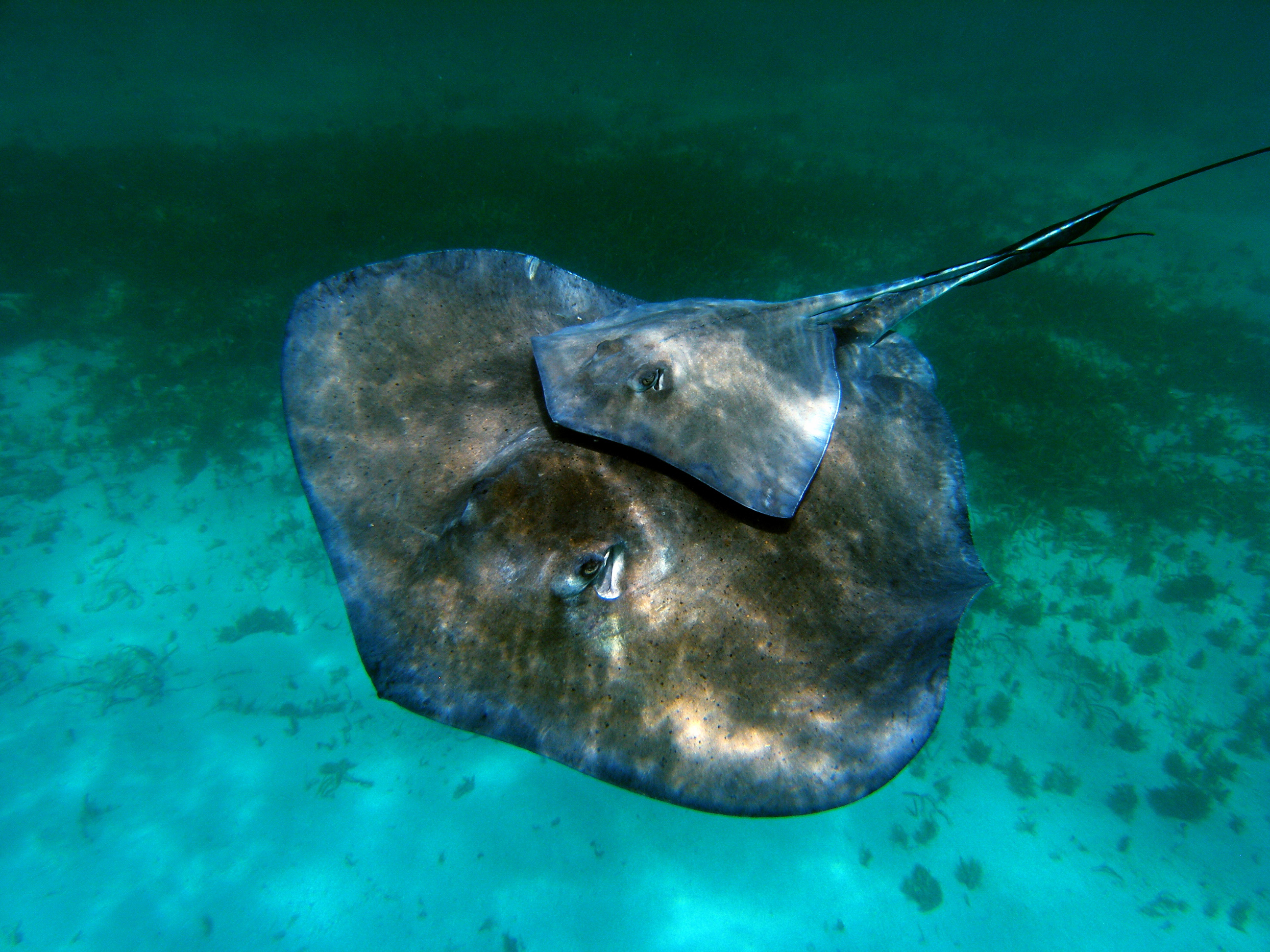Two stingrays one atop of another swim gracefully through the waters at Stingray Rock in New Zealand's Alderman Islands