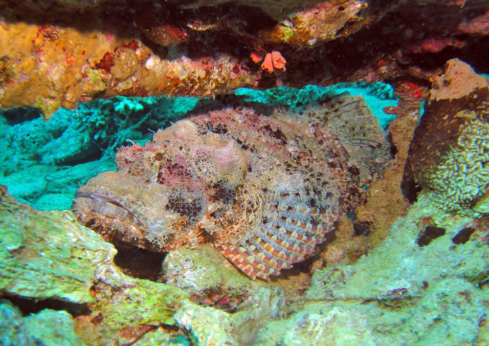Stonefish at Amphitheatre dive site in Samoa seeks shelter under small ledge as he rests waiting for his next meal