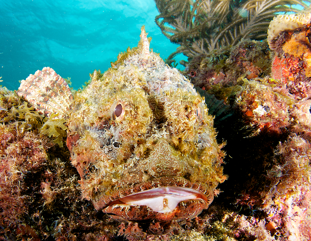 Stonefish uses its camouflage to blend in with the corals at Bamburi Reef dive site in Kenya's Mombasa Marine Park