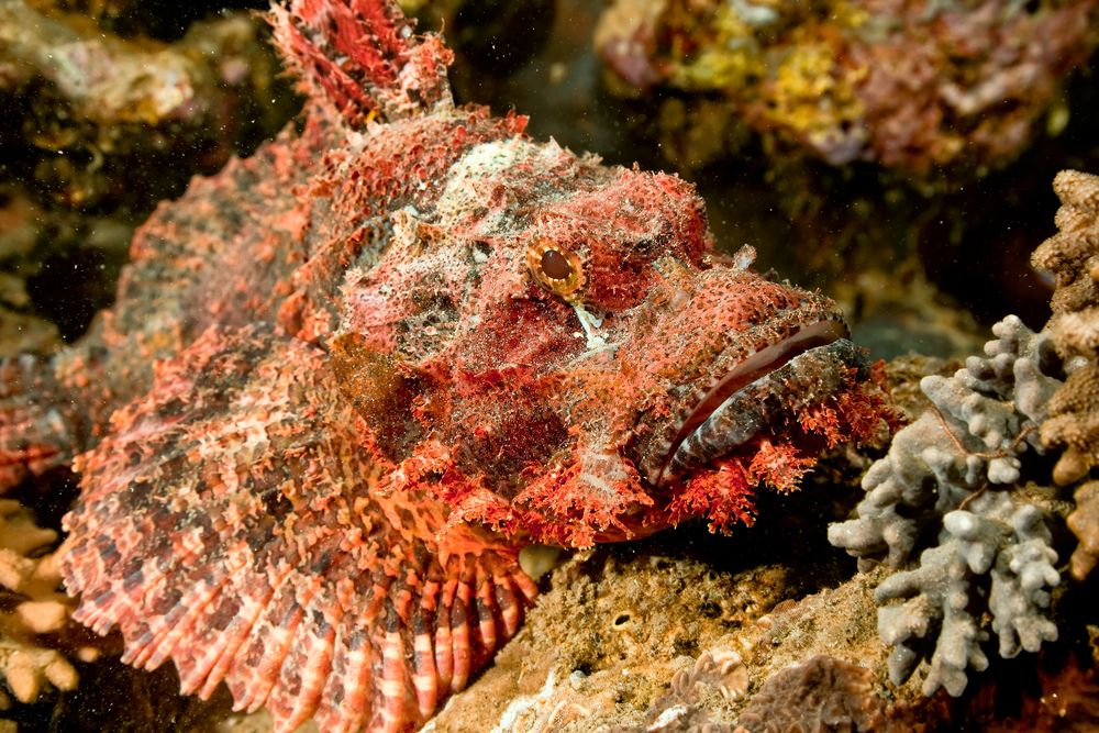Red camouflaged stonefish blends in with the coral structures at the Fish Highway dive site in Con Dao, Vietnam