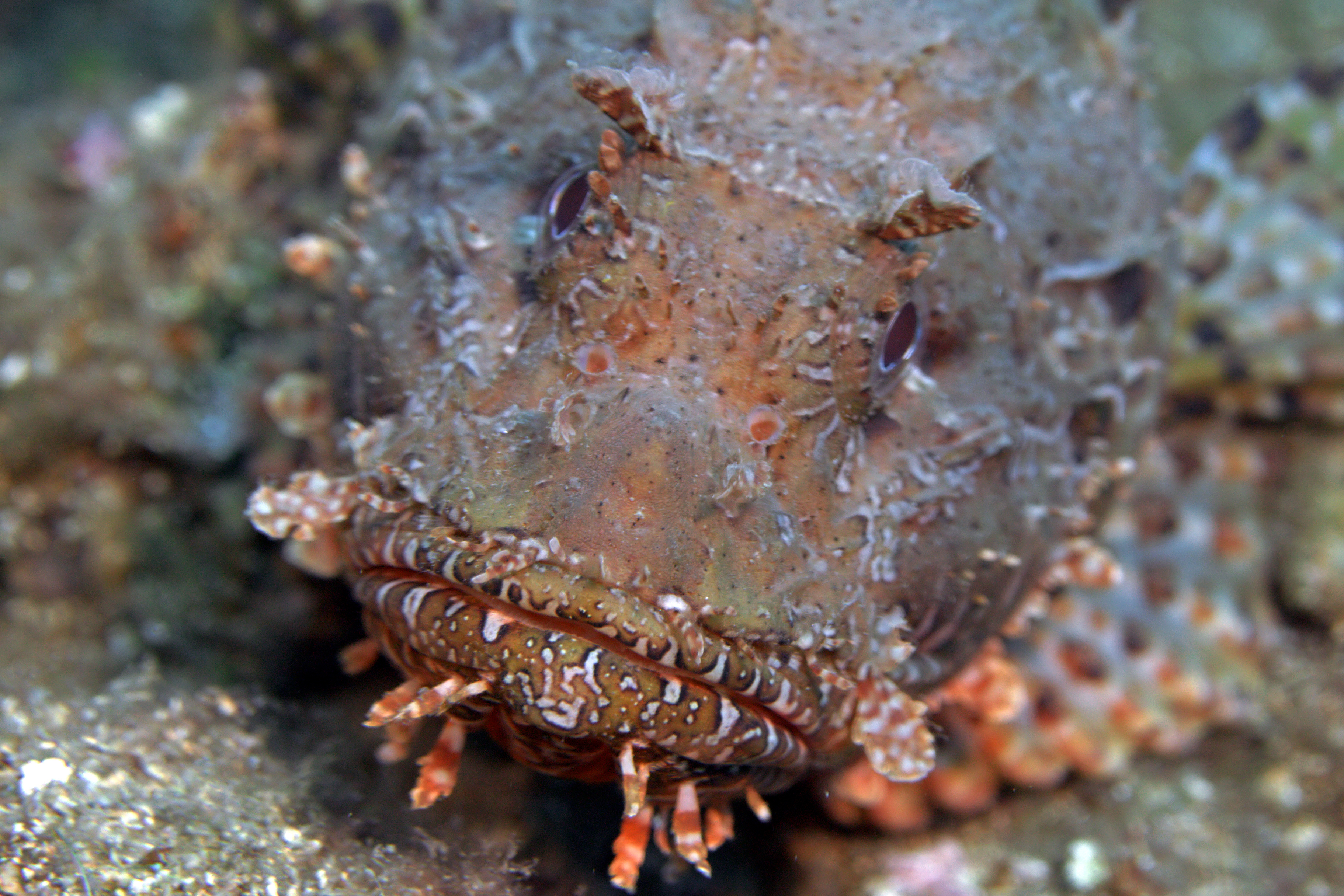 Well camouflaged stonefish rests along the sandy bottom of Secche Isuela e Isuelina dive site in Portofino, Italy
