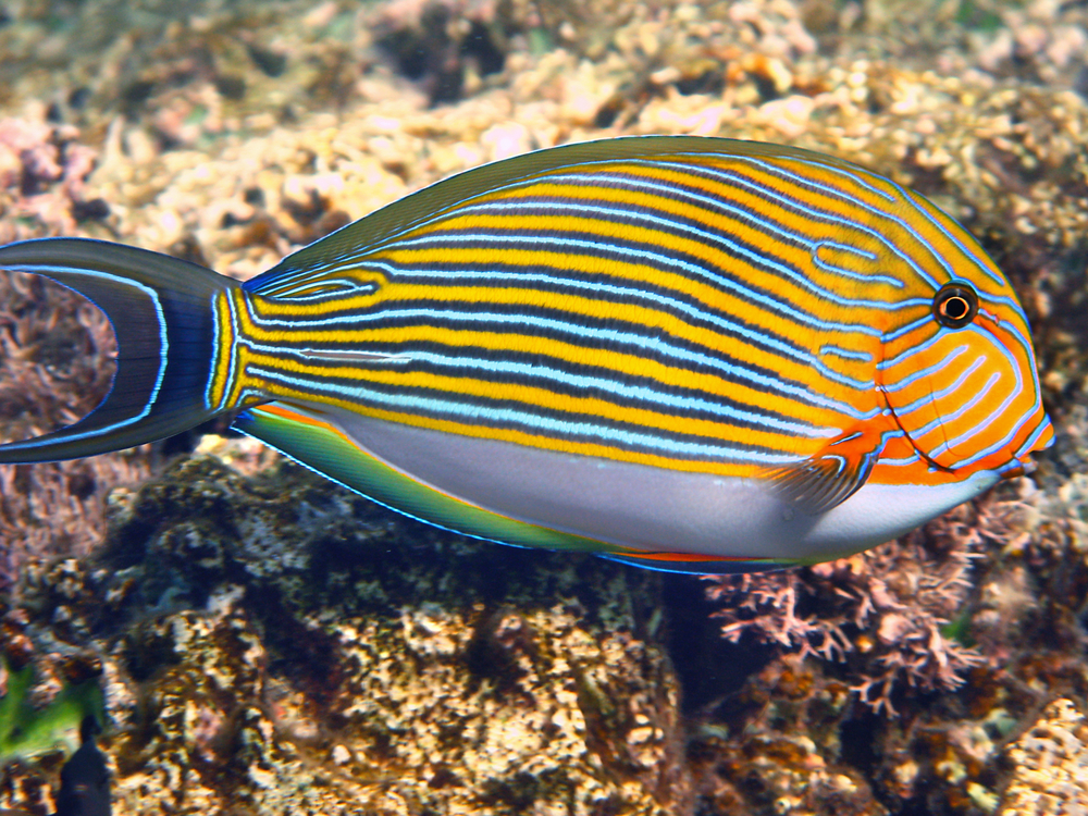 White, yellow, and blue striped surgeonfish explores the crusty surfaces of the Fifi Wreck in Bahrain