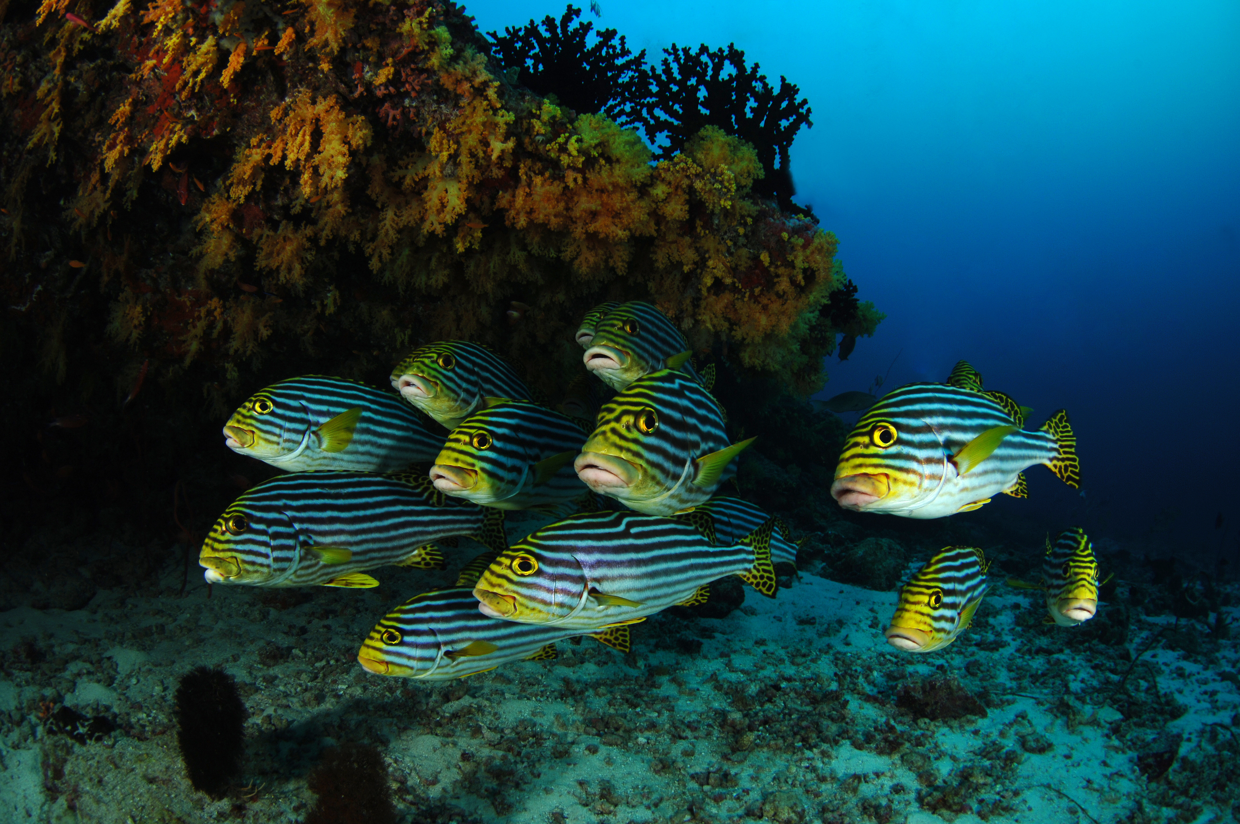 Group of sweetlips congregate along the Monkey Rock dive site in Western Australia's Shark Bay