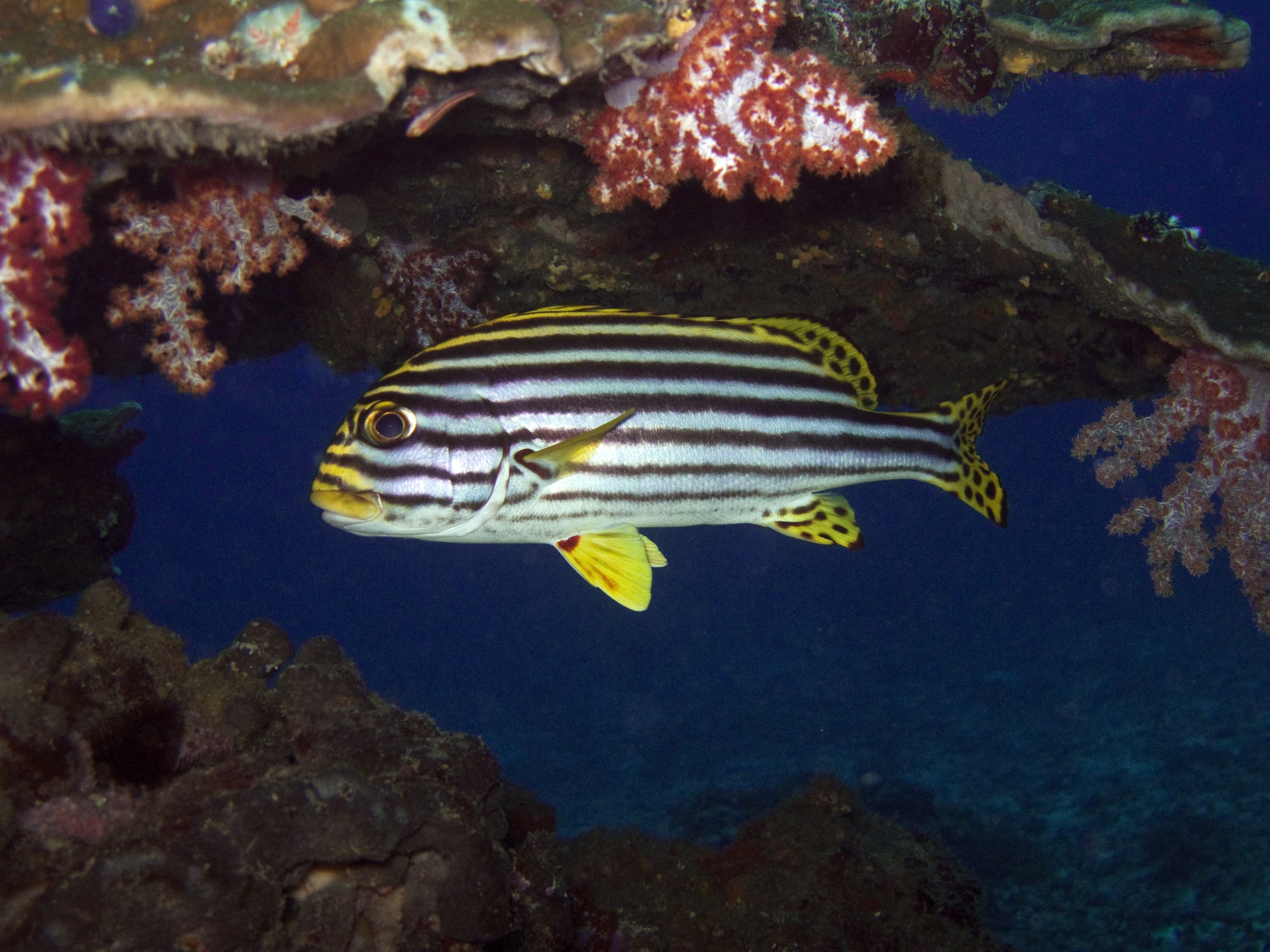 Sensational sweetlips hovers under a rocky outcropping at the Sweetlips Rock dive site in Donsol, Philippines