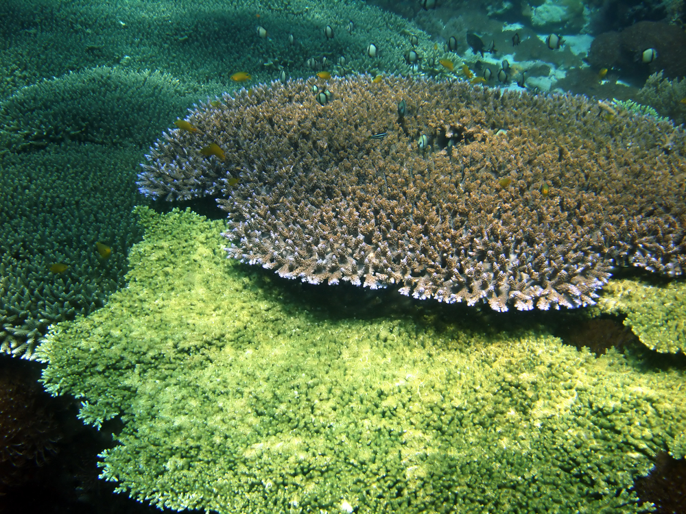 Layers of amazing table corals line the Coral Fantasies dive site on India's Agatti Island, part of the Lakshadweep Islands