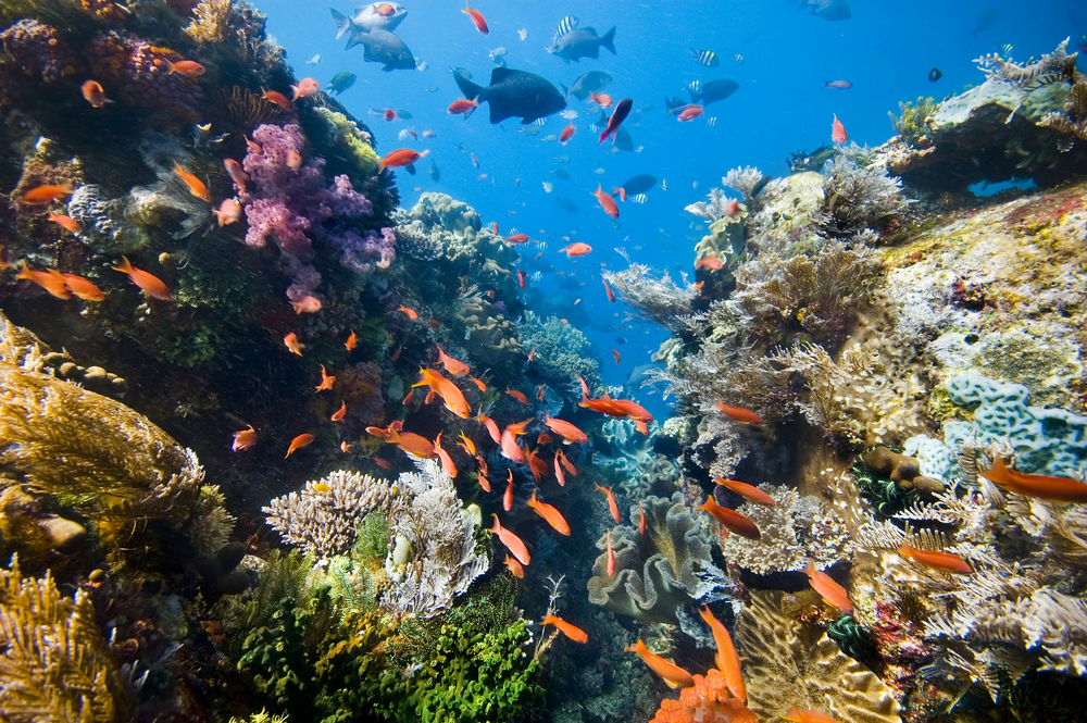 A variety of reef fish swim among the colorful coral structures that have grown along Thomas Reef in the Straits of Tiran, Egypt