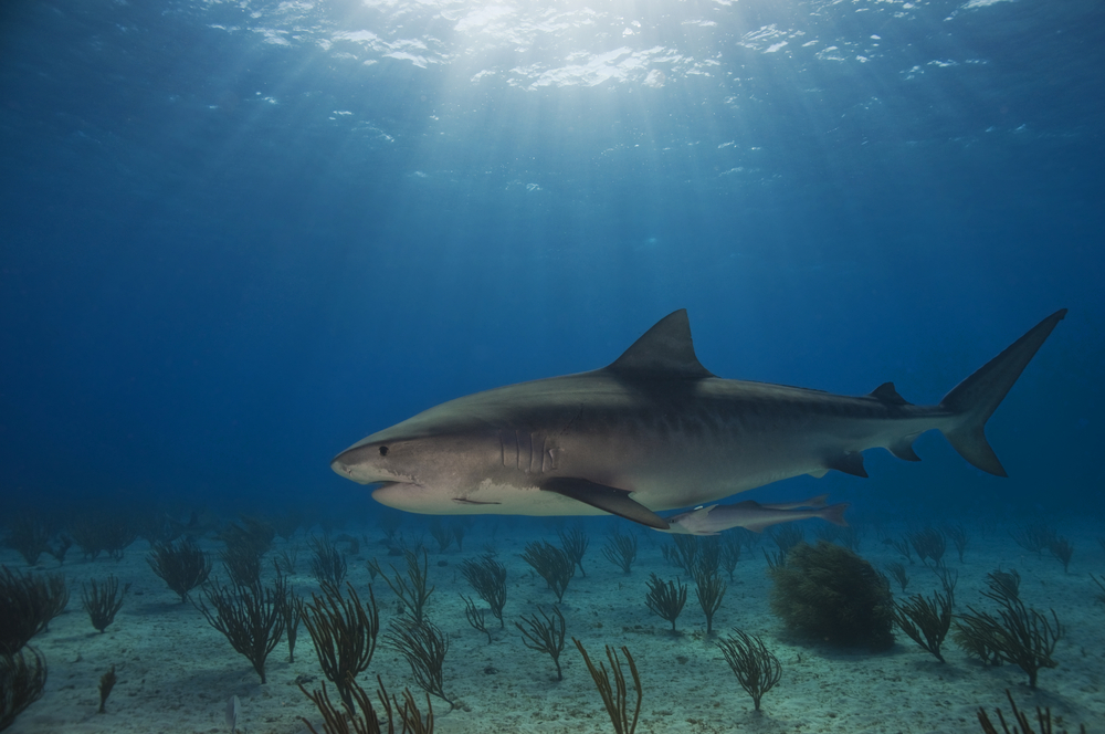 Tiger shark explores the warm blue waters surrounding Port Sudan in search of its next meal