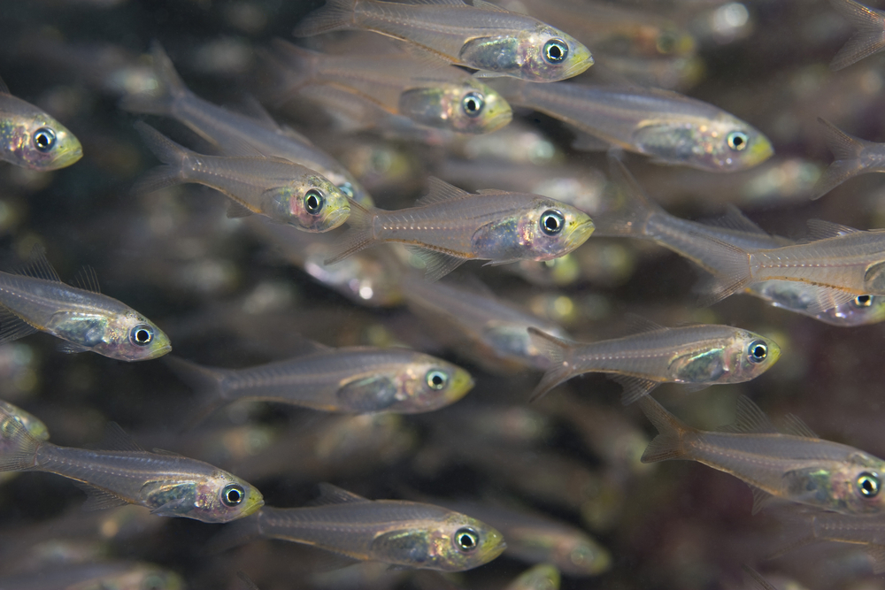 School of tiny, sweeper fish make their way about Satan&#039;s Place dive site on Japan&#039;s Miyako Island
