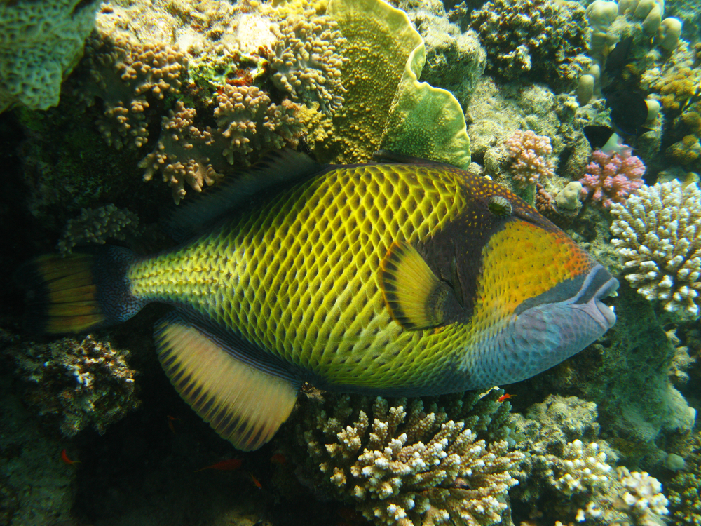 Beautiful titan triggerfish swimming against a backdrop of hard and soft corals at the 1000 steps dive site in Bonaire
