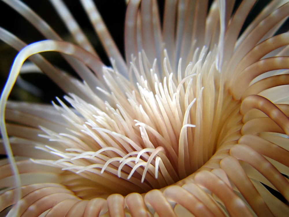 Close up of white tubeworm taken on night dive as it rests along the chains attached to the Velasquez Wreck in Ilhabela, Brazil