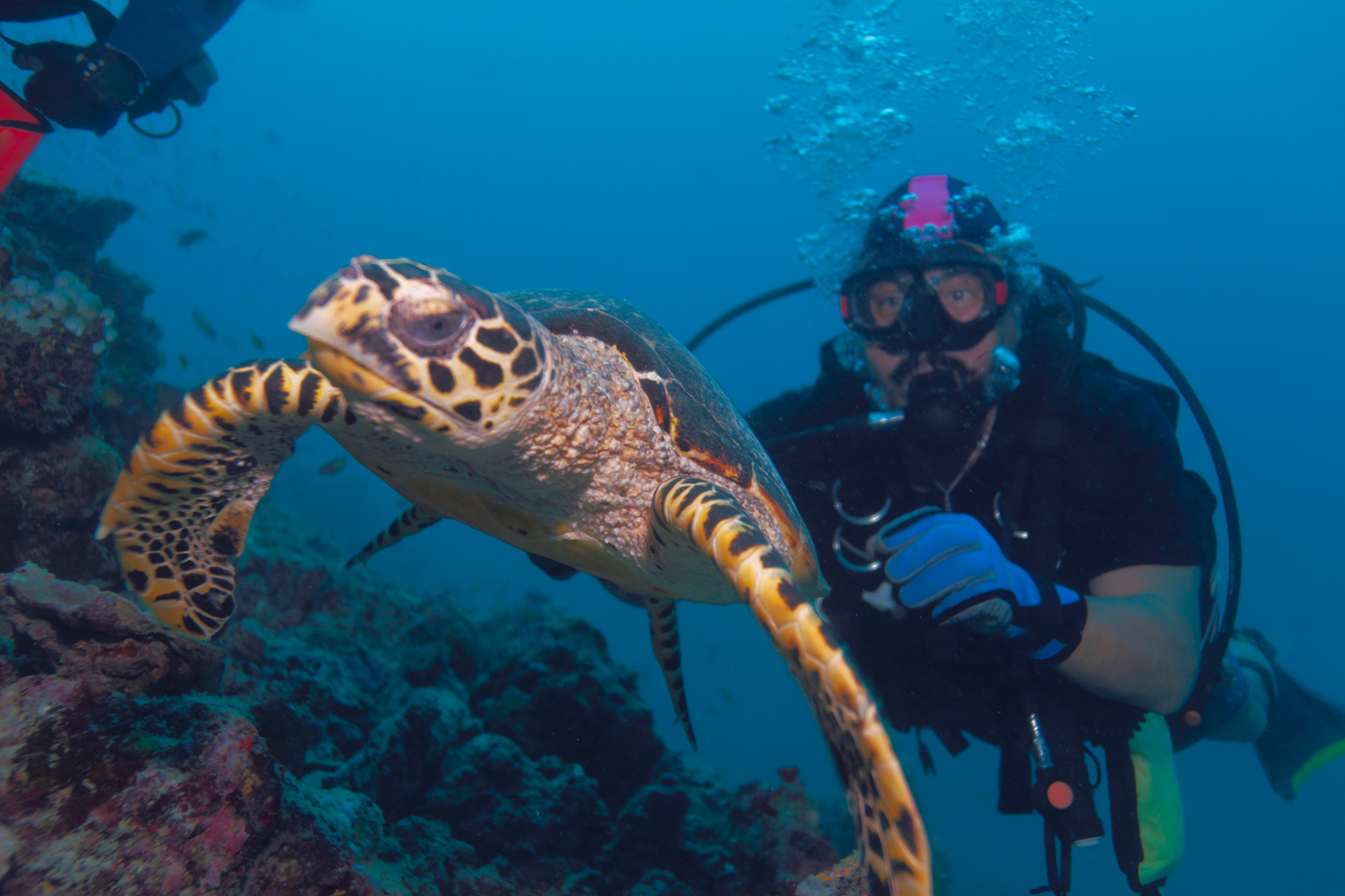 Male diver enjoys an upclose encounter with a turtle at the Florida wreck in Recife, Brazil