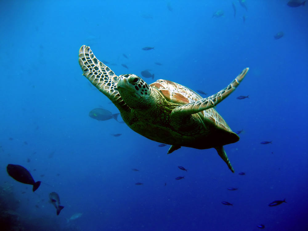 Turtle swims amongst fishes at Belize's Glovers Reef Marine Reserve