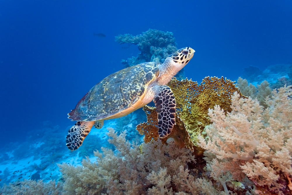 Gorgeous turtle swims above coral structures as they sway in the waters surrounding the Caves dive site on Menjangan Island in Indonesia