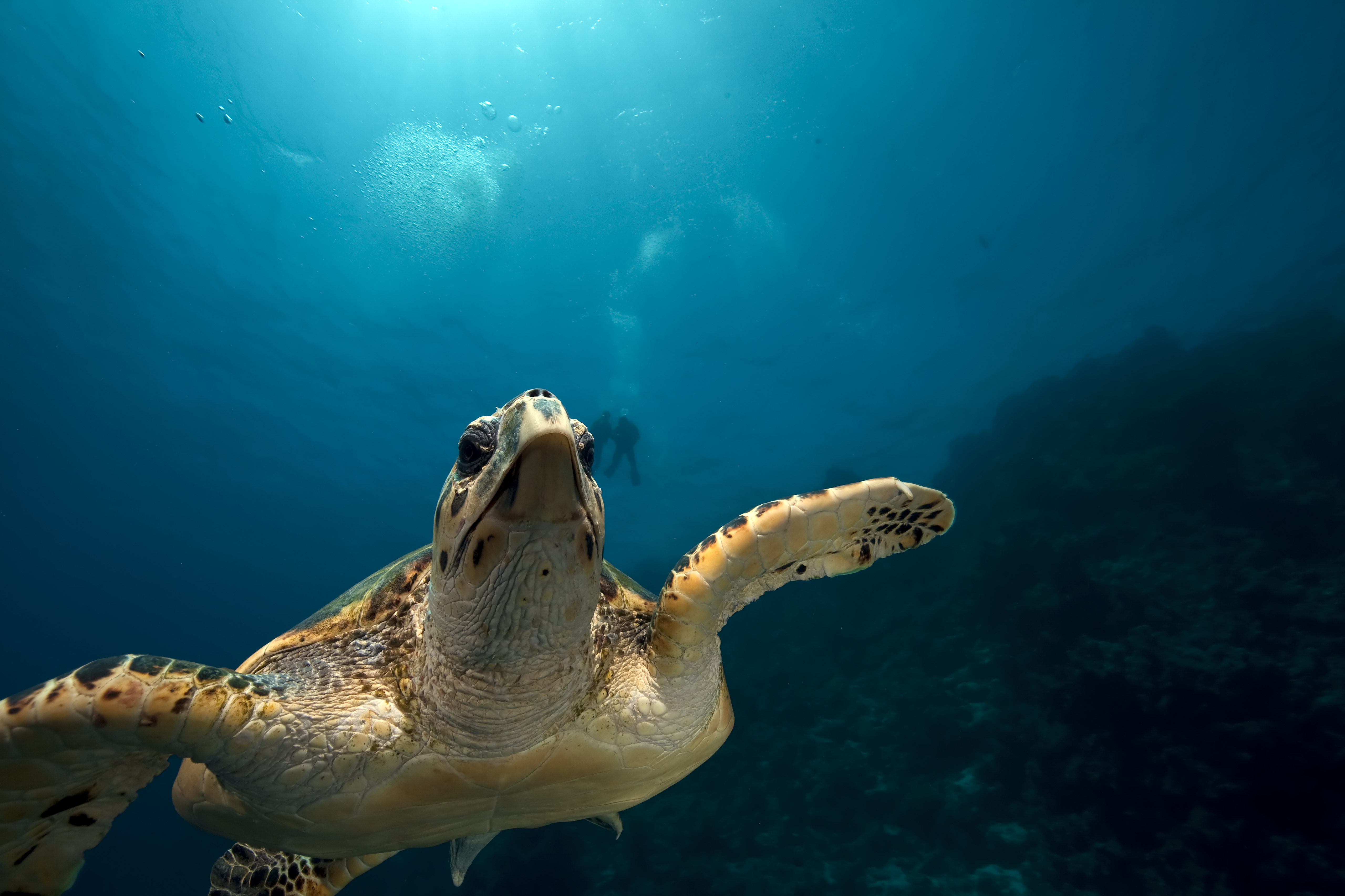 Close up of a turtle found in the waters surrounding the WIT Crane wreck in Saint Thomas, USVI