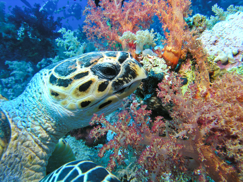 Hawksbill turtle swims among the colorful coral structures found along the Hidden Valley Reef dive sites in Saint Thomas, US Virgin Islands