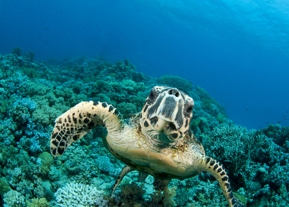 Turtle curiously swims towards divers while posing for their photographs at Nosy Tanikely dive site in Madagascar's Nosy Be