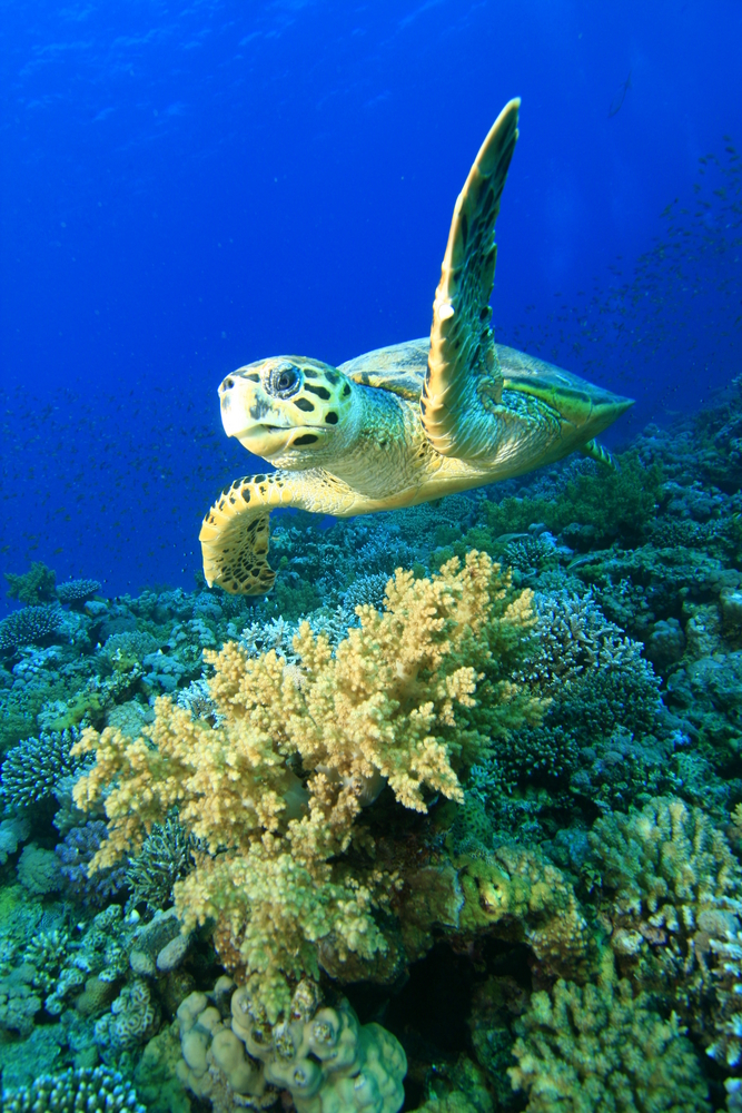Turtle swims above hard and soft corals found at Fleming dive site on Tinian Island in the Northern Mariana Islands