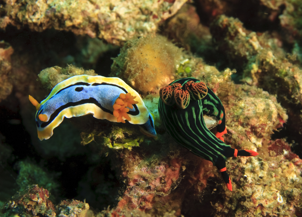 Two species of nudibranchs frolic along the coral at Mui Co dive site in Vietnam&#039;s Whale Island