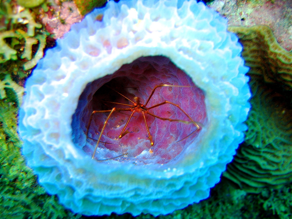 Vase sponge filled with tiny shrimp awaits at Sharkey's Hideaway on Mabouya Island in Grenada