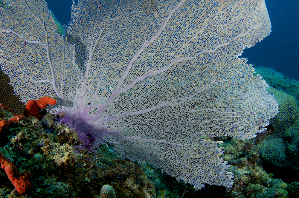 Large violet gorgonian adds color to other coral structures that line the Crack dive site in Turks and Caicos's Northwest Point