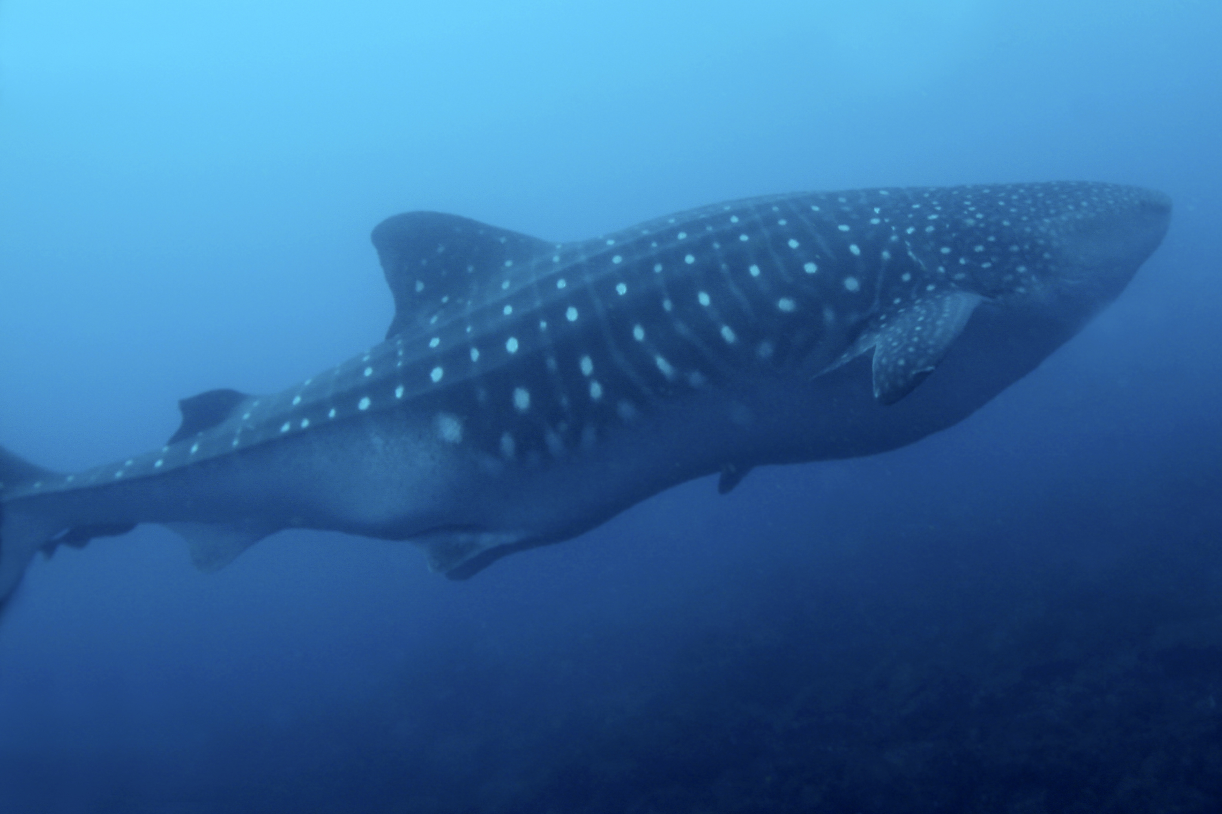 Whale shark explores the pristine waters in Coiba Islands, Panama