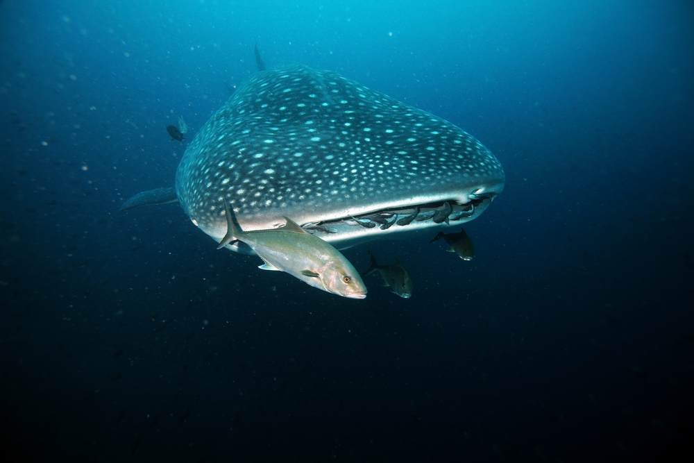 Whaleshark feeds on the abundance of plankton available at Nine Mile Reef dive site in Sodwana Bay, South Africa