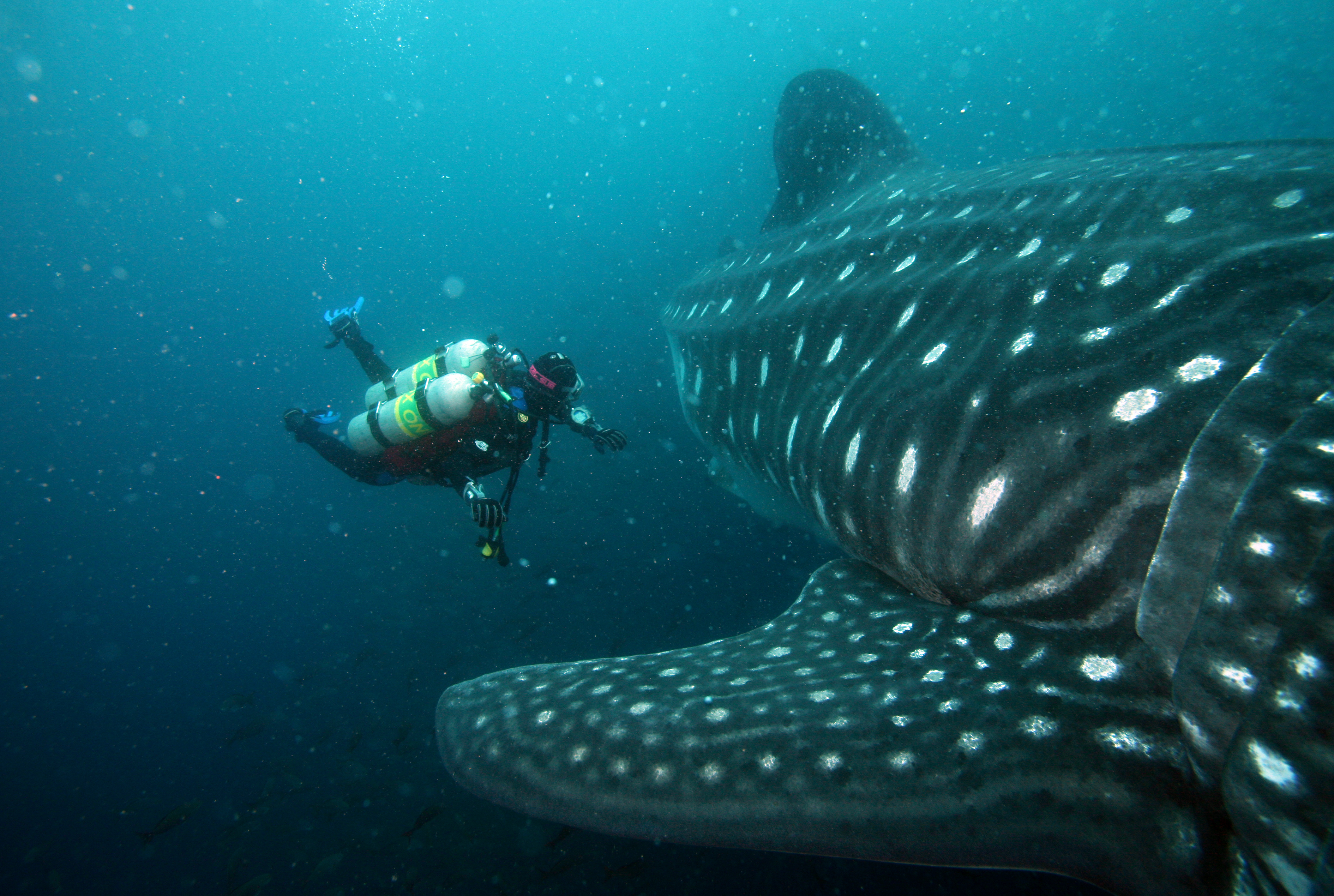 Advanced divers encounter whaleshark at the Djibouti Crack dive site in the waters of Djibouti, Africa