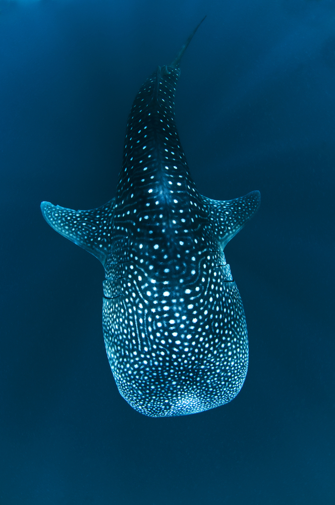 Whaleshark roams the waters surrounding Ningaloo Reef in Australia in search of plankton for its next meal