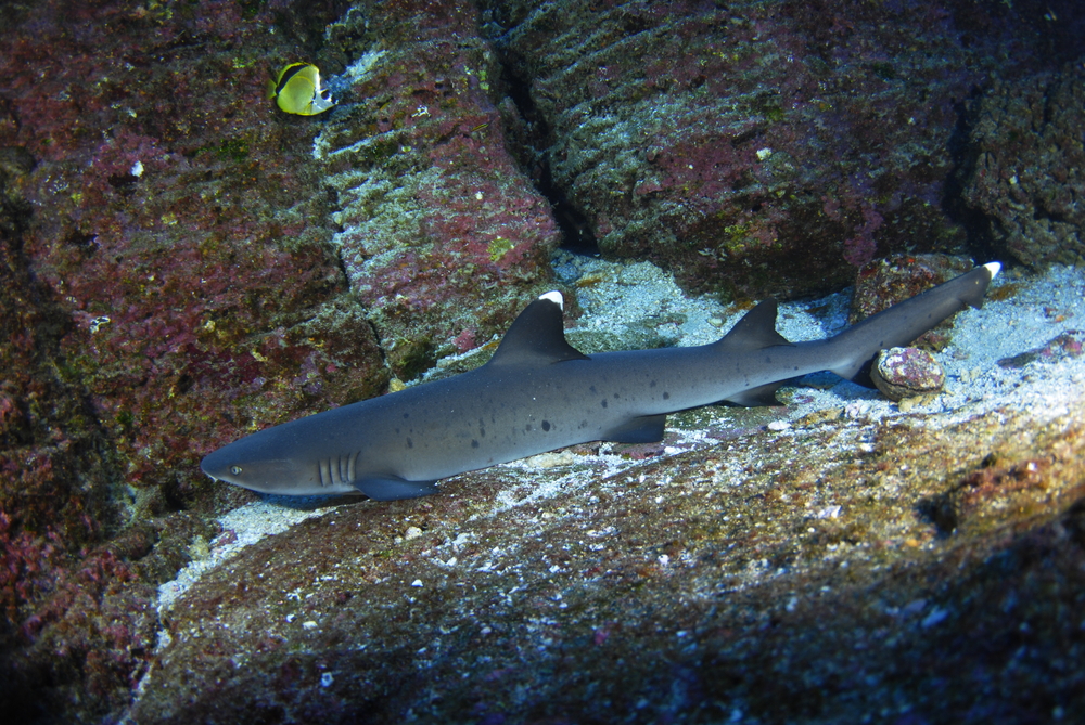 White tip reef shark rests on the sandy bottom between two coral encrusted ledges outside the Paraiso dive site in Cano Island, Costa Rica