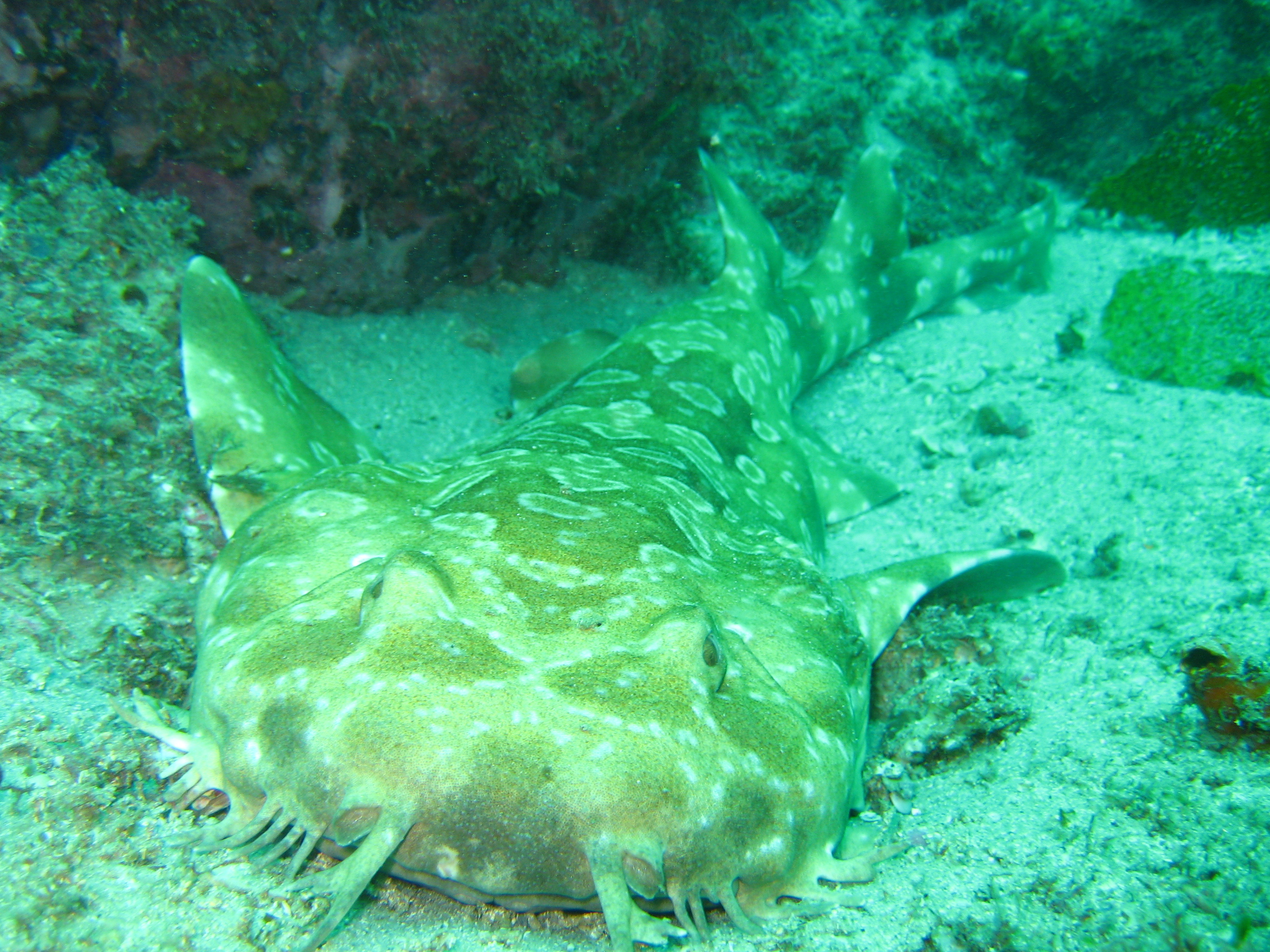 Tan and white wobbegong shark lies along the sandy bottom of the Henderson's Rock dive site in Brisbane, Australia