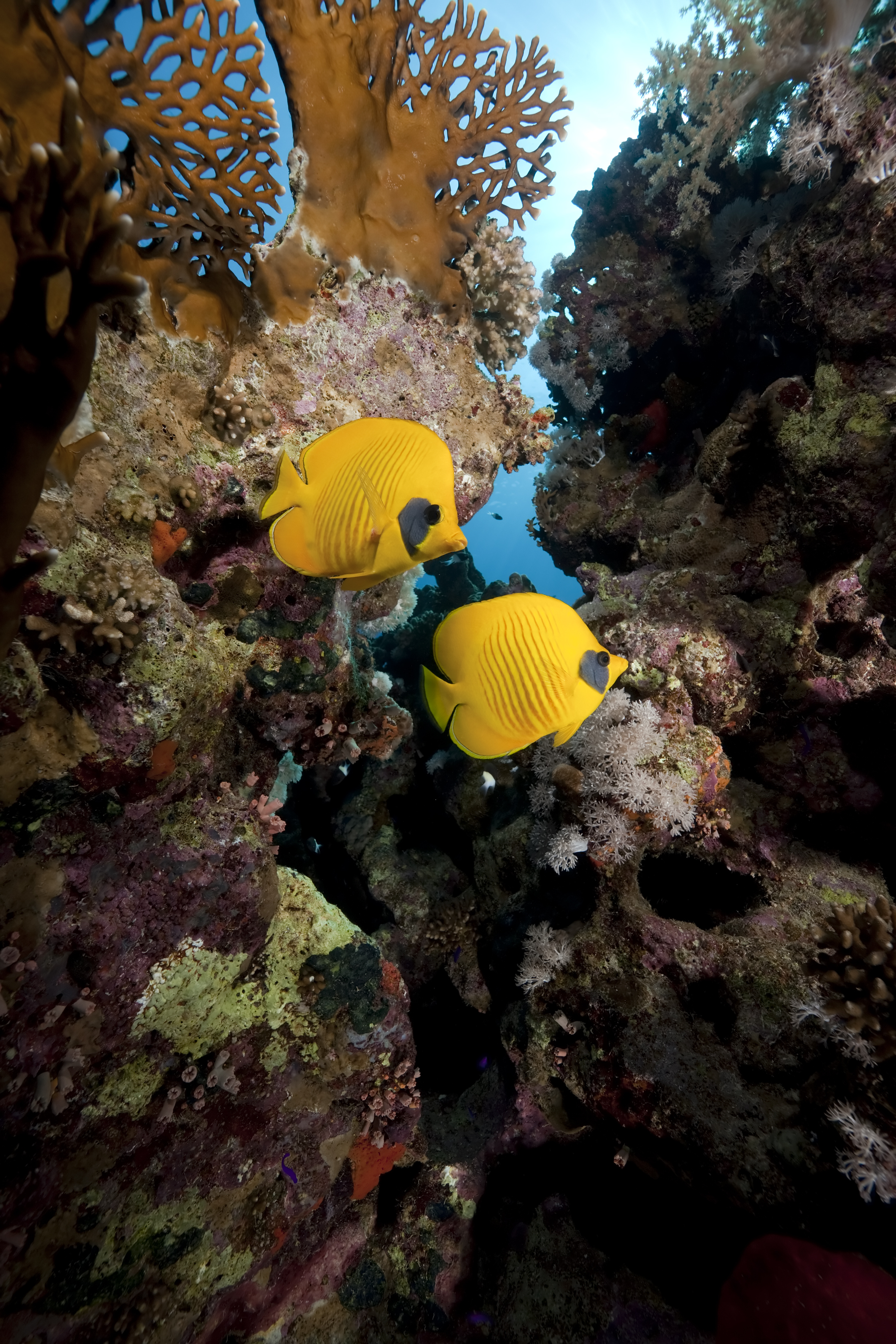 A pair of bright yellow butterflyfish swim about the coral covered surfaces surrounding the Shark Canyon dive site on Frigate Island in Grenada