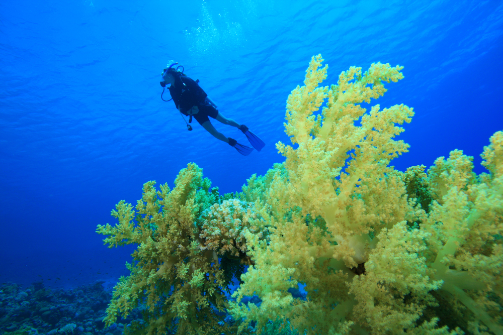 Diver explores the brilliant yellow soft corals found along the Golden Wall dive site on Felidhoo Atoll, Maldives